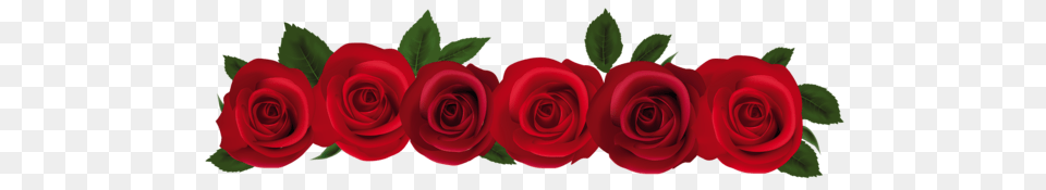 Rose, Flower, Plant Png Image