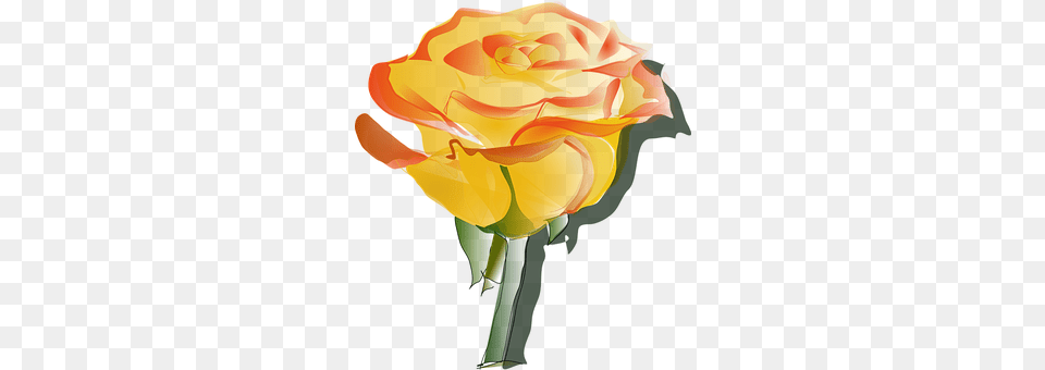 Rose Flower, Plant, Person Png Image