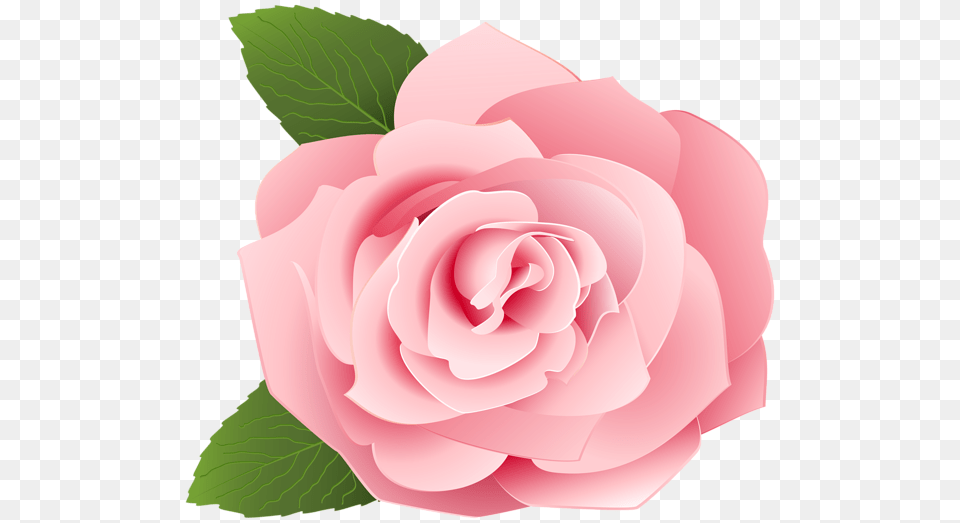 Rose, Flower, Plant, Petal Free Png