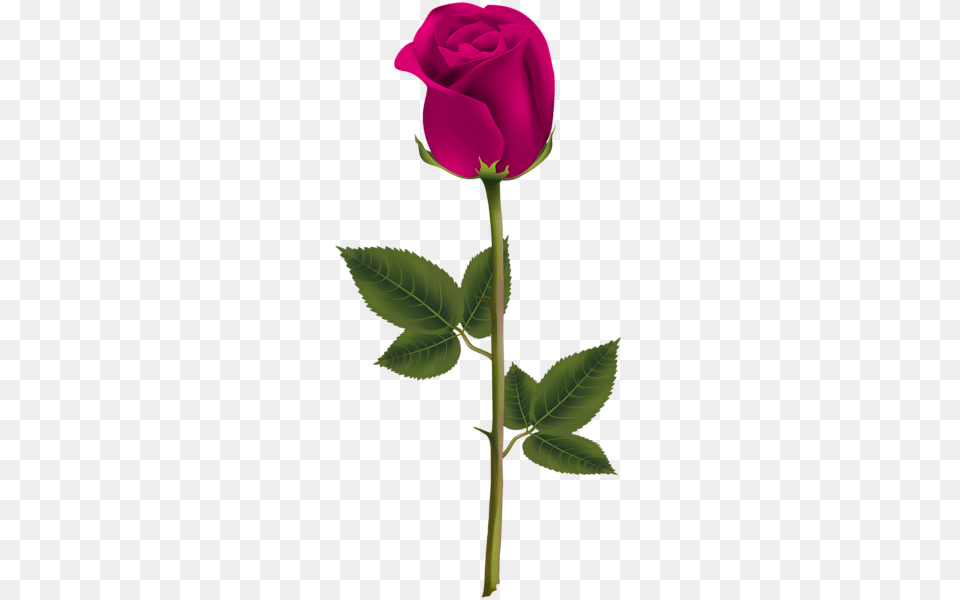 Rose, Flower, Plant Png