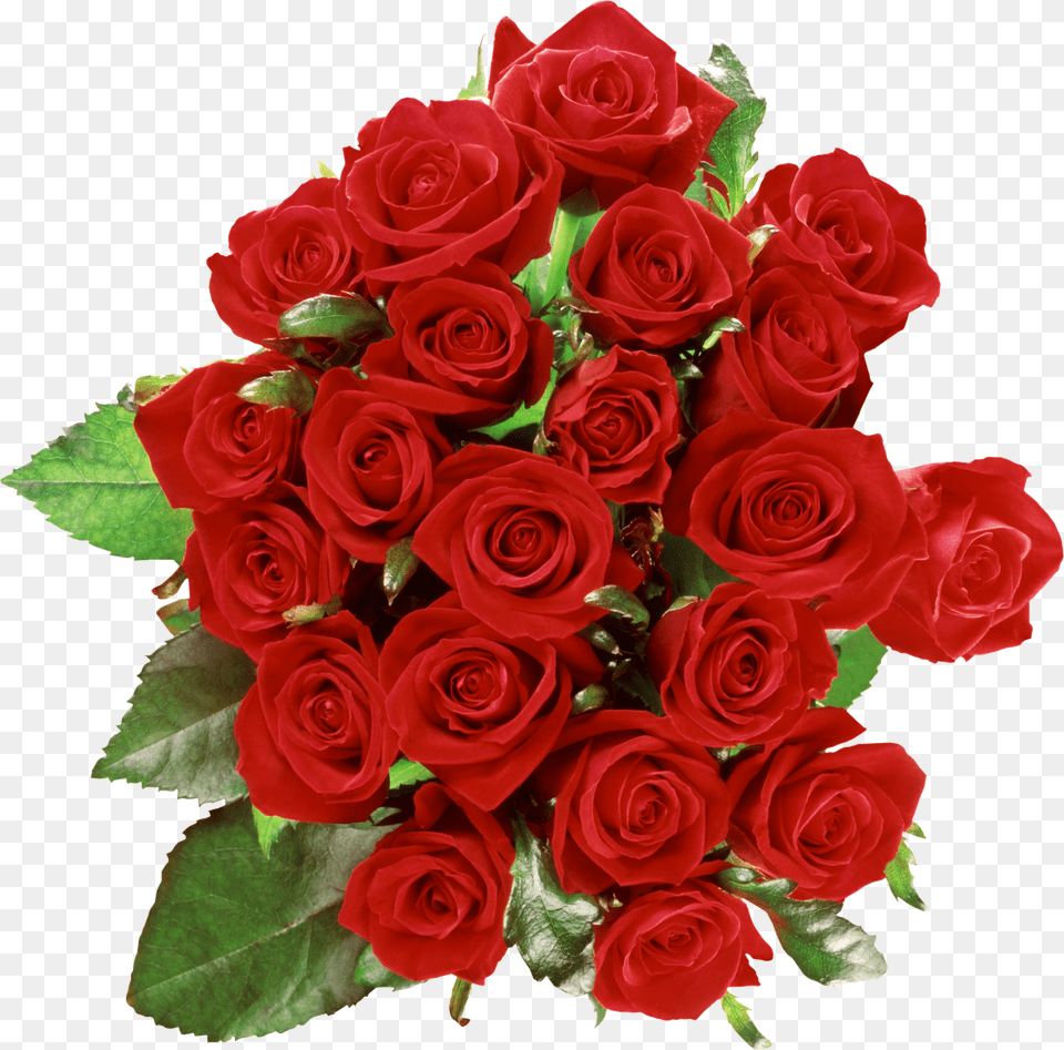 Rose Free Png Download