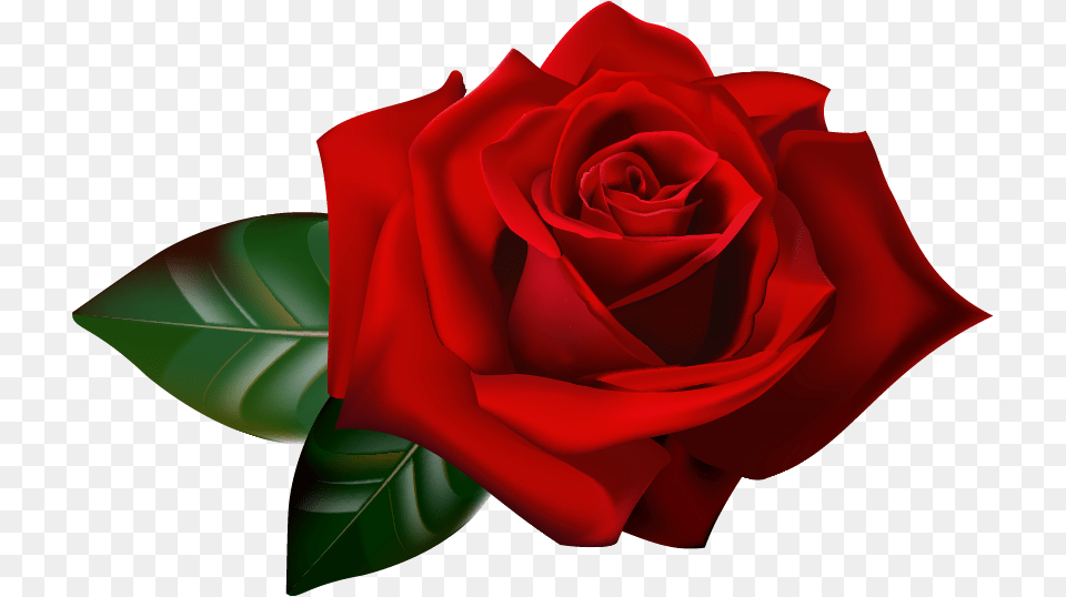 Rose, Flower, Plant Png Image