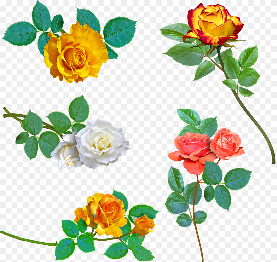 Rose, Flower, Petal, Plant, Flower Arrangement Png Image