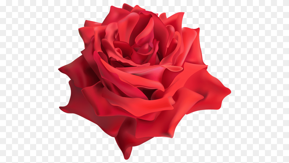 Rose, Flower, Petal, Plant Free Png