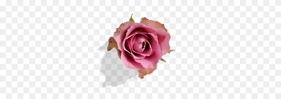 Rose Flower, Plant, Petal Free Png