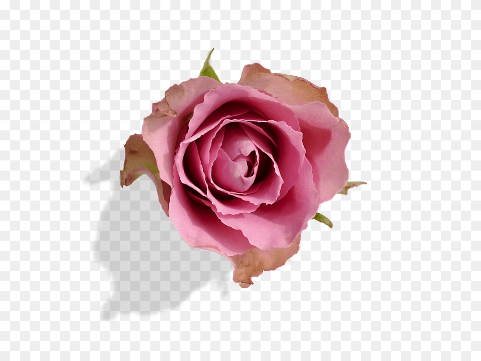 Rose Flower, Plant, Petal Free Transparent Png