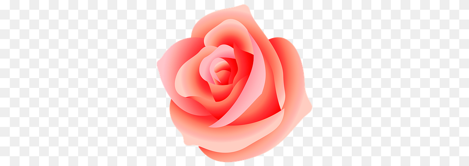 Rose Flower, Petal, Plant, Food Free Png Download