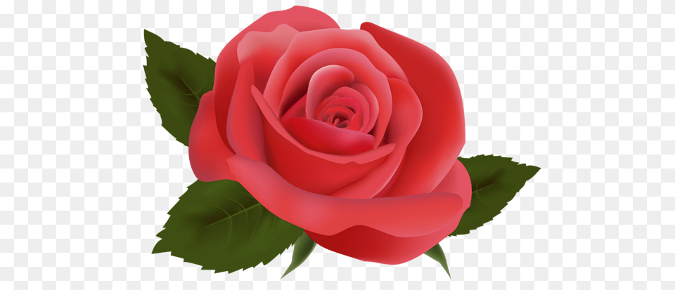 Rose, Flower, Plant Free Transparent Png