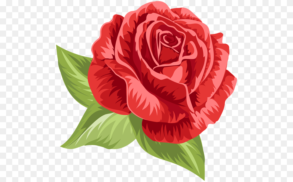 Rose, Flower, Plant, Carnation Free Png