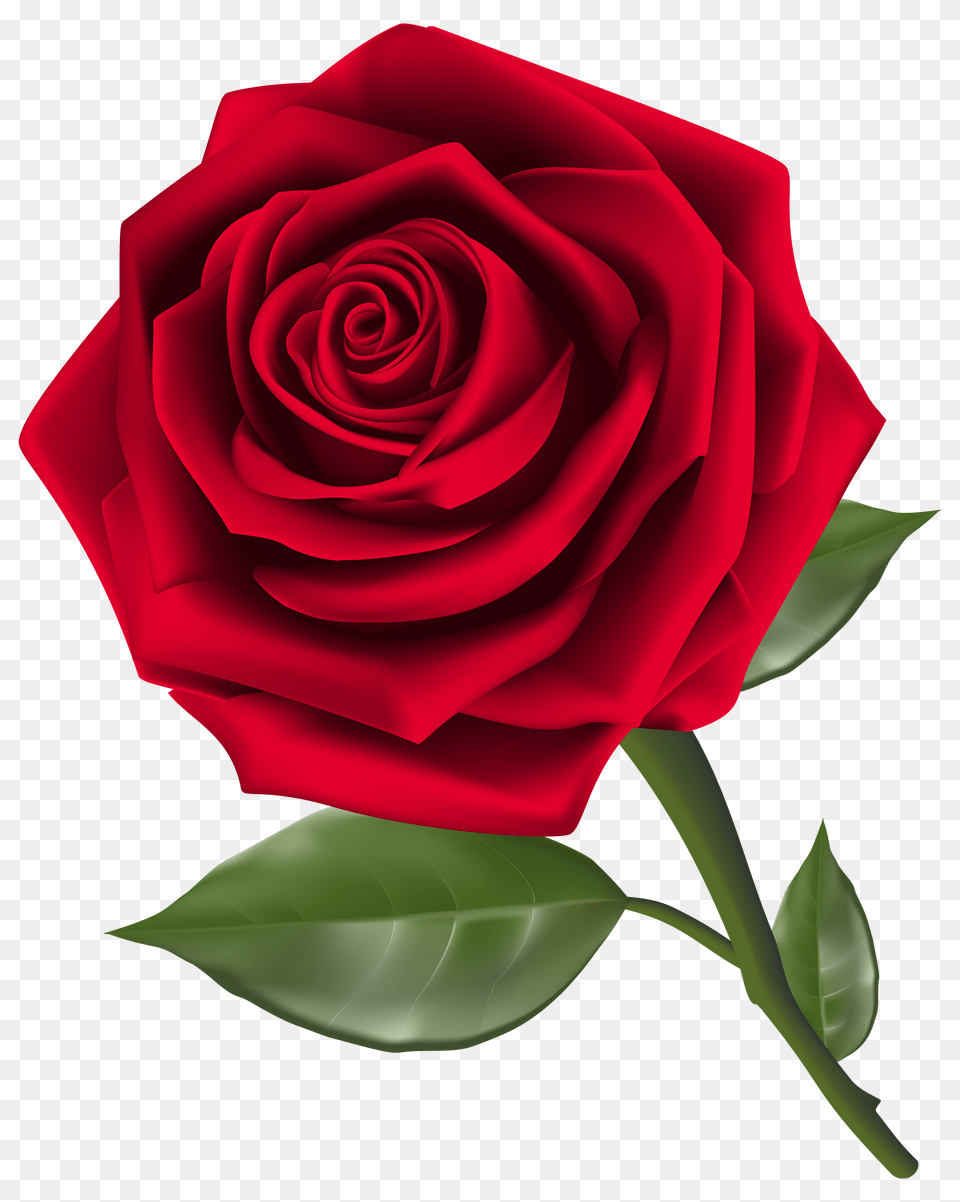 Rose, Flower, Plant Free Transparent Png