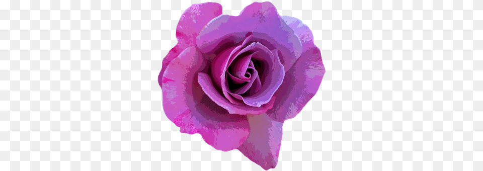 Rose Flower, Plant, Petal Png