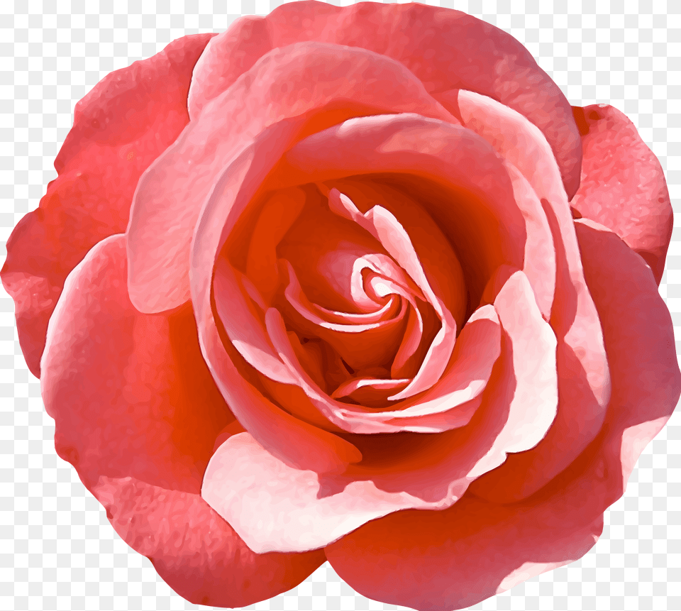 Rose 16 Clip Arts Isolated Rose, Flower, Petal, Plant Free Transparent Png