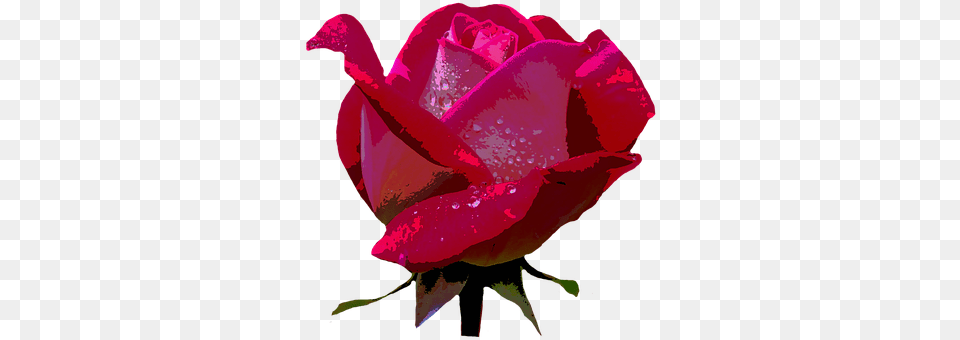 Rose Flower, Plant, Petal Png Image