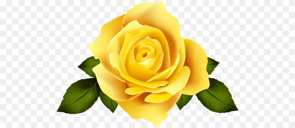 Rose, Flower, Plant, Petal Png