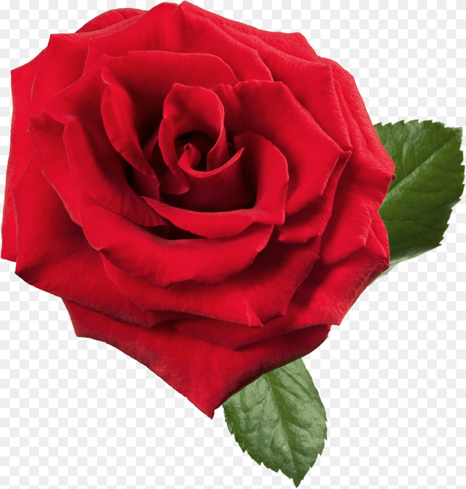 Rose Free Png