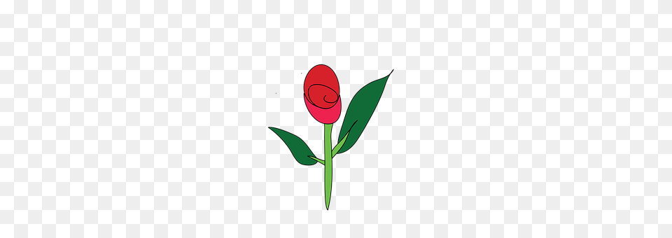 Rose Flower, Plant, Bud, Sprout Free Transparent Png