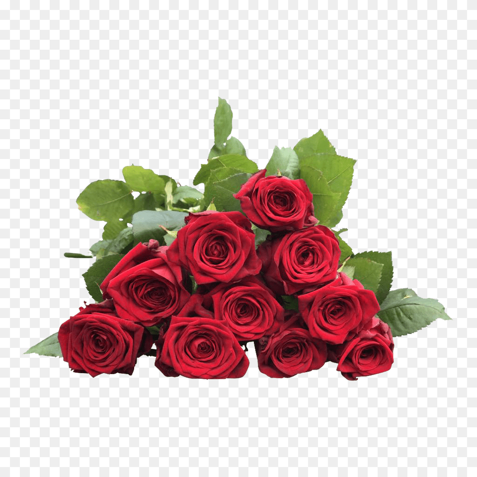 Rose, Flower, Flower Arrangement, Flower Bouquet, Plant Free Png Download