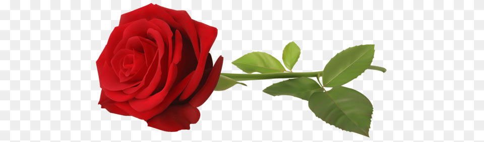 Rose, Flower, Plant Free Png