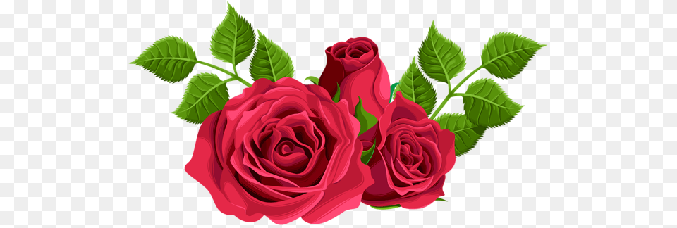 Rose, Flower, Plant Free Png