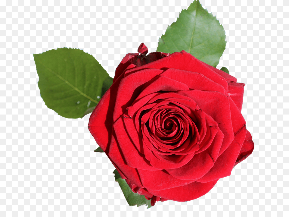 Rose Flower, Plant Free Png