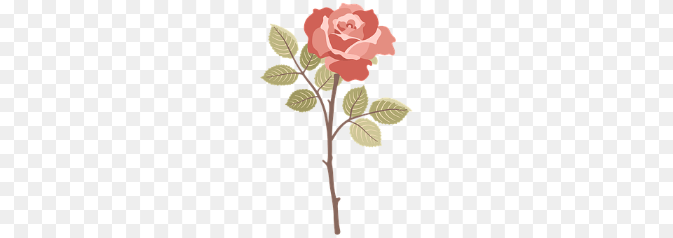 Rose Flower, Plant, Pattern, Cross Png