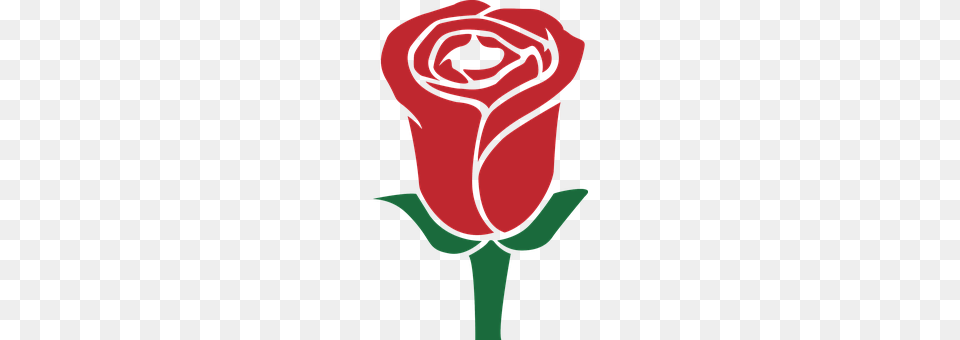 Rose Flower, Plant, Adult, Female Free Png Download