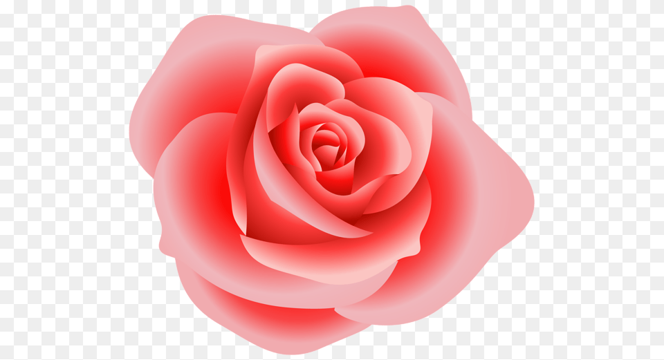 Rose, Flower, Petal, Plant Free Transparent Png