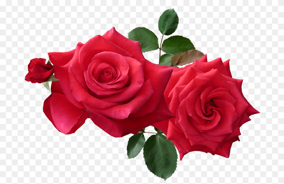 Rose, Flower, Plant Png Image