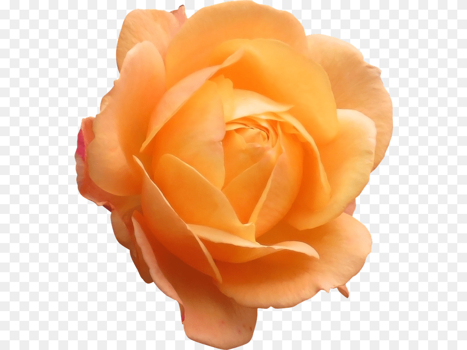 Rose Flower, Plant, Petal Png