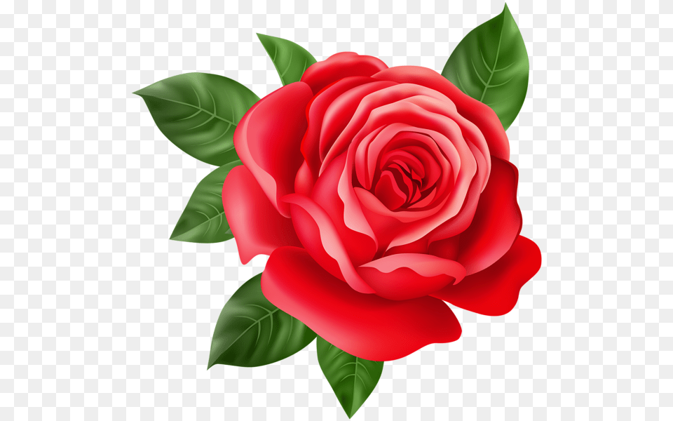 Rose, Flower, Plant, Petal Free Transparent Png