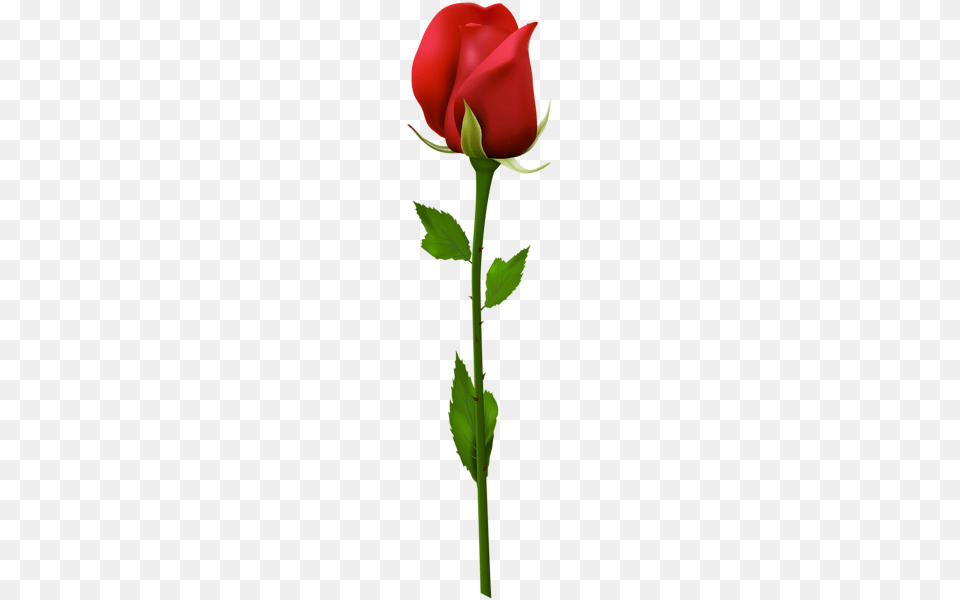 Rose, Flower, Plant Free Transparent Png