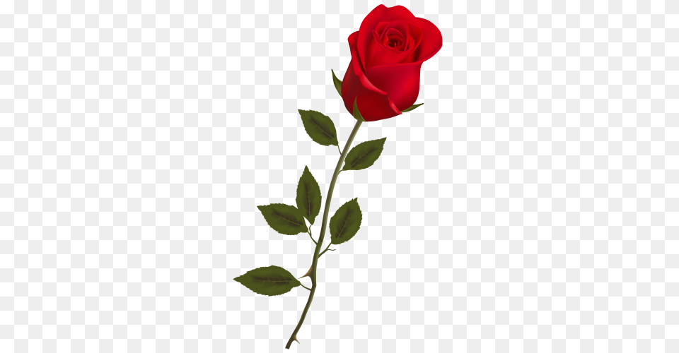 Rose, Flower, Plant Free Transparent Png