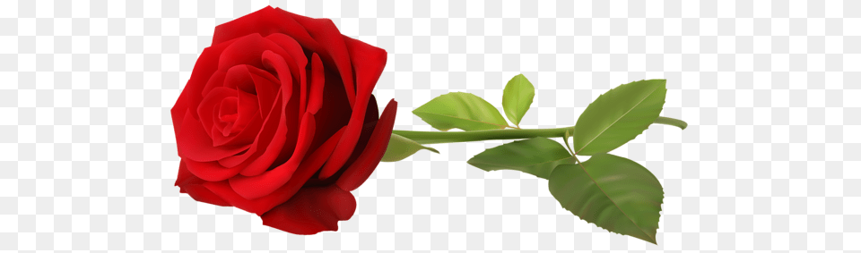 Rose, Flower, Plant Free Png