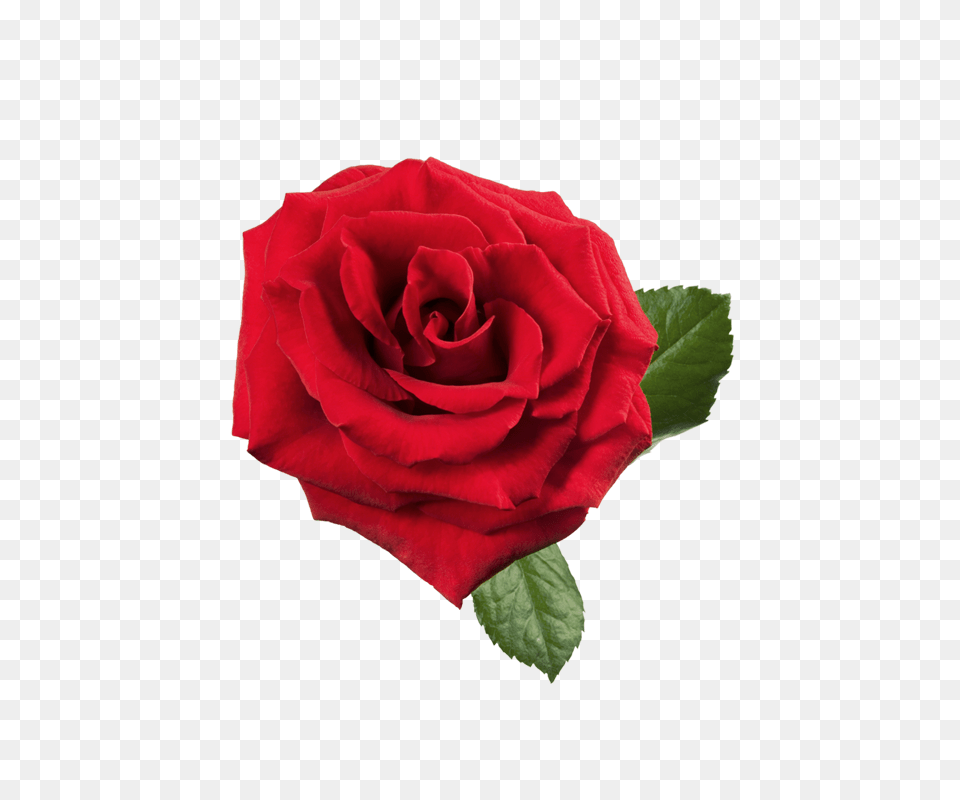 Rose, Flower, Plant Free Transparent Png