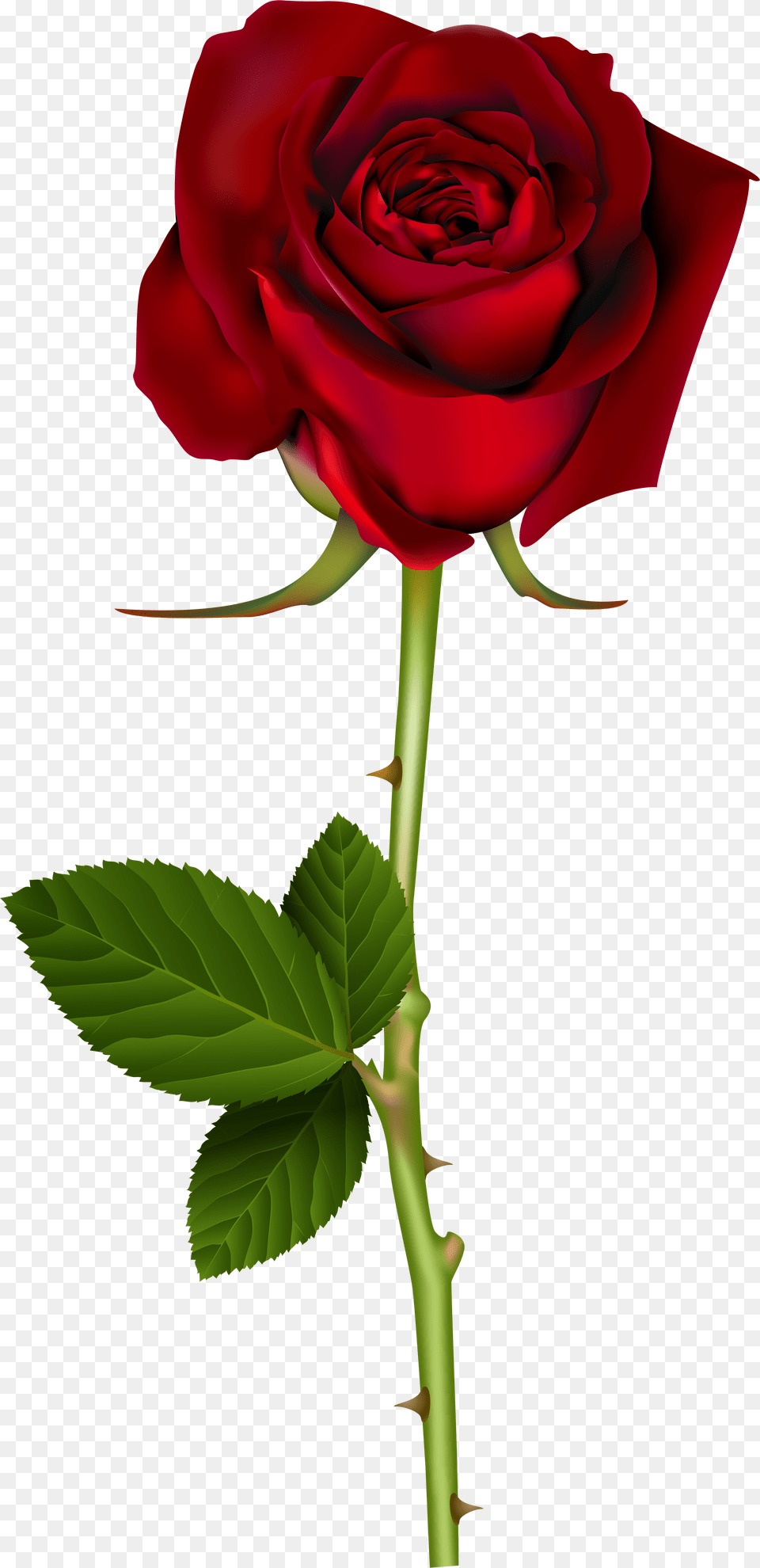 Rose Png