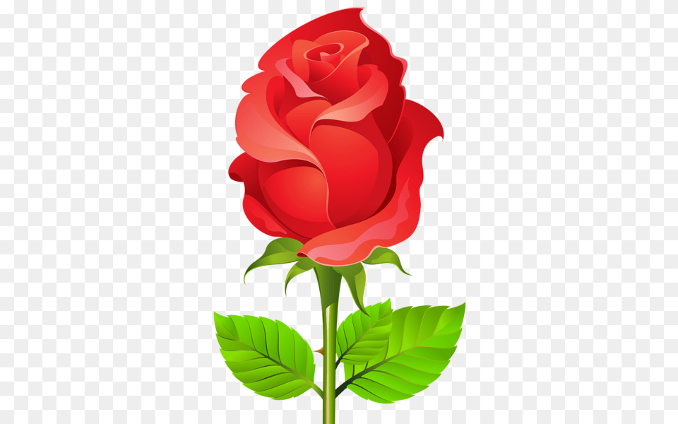 Rose, Flower, Plant, Dynamite, Weapon Png Image