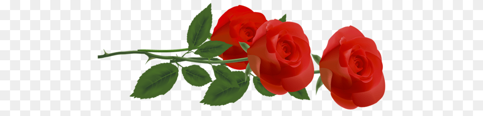 Rose, Flower, Plant Free Transparent Png