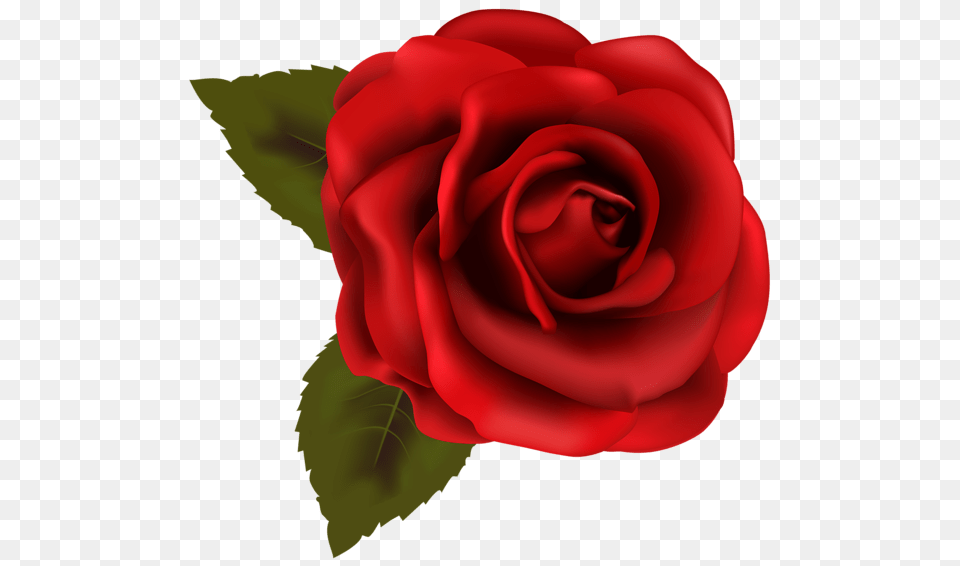 Rose, Flower, Plant Free Png Download