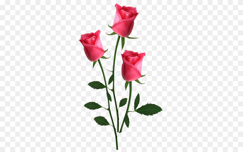 Rose, Flower, Plant Png
