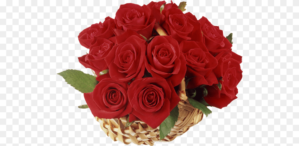 Rose, Flower, Flower Arrangement, Flower Bouquet, Plant Free Png