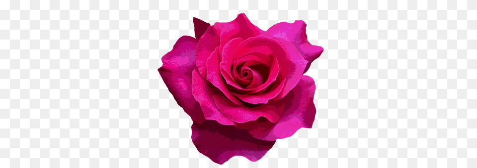 Rose Flower, Plant, Petal Free Png