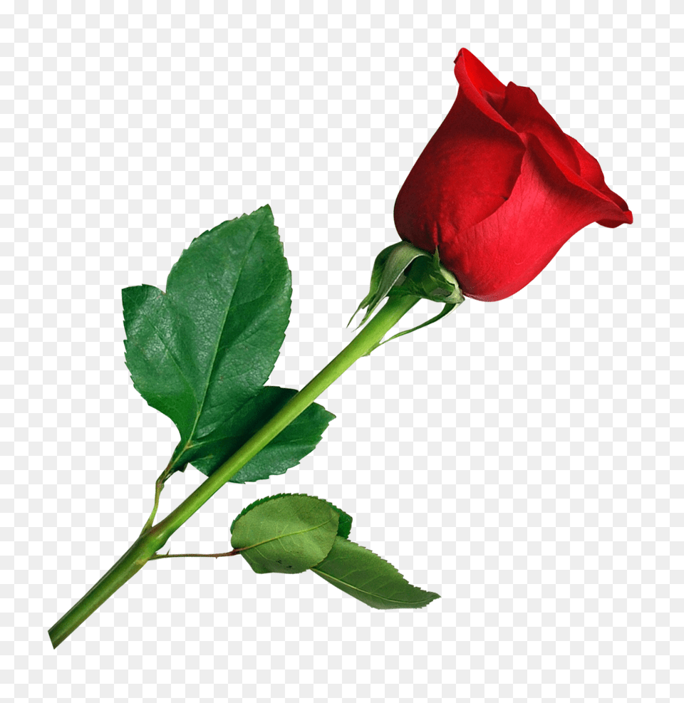 Rose, Flower, Plant, Leaf Png