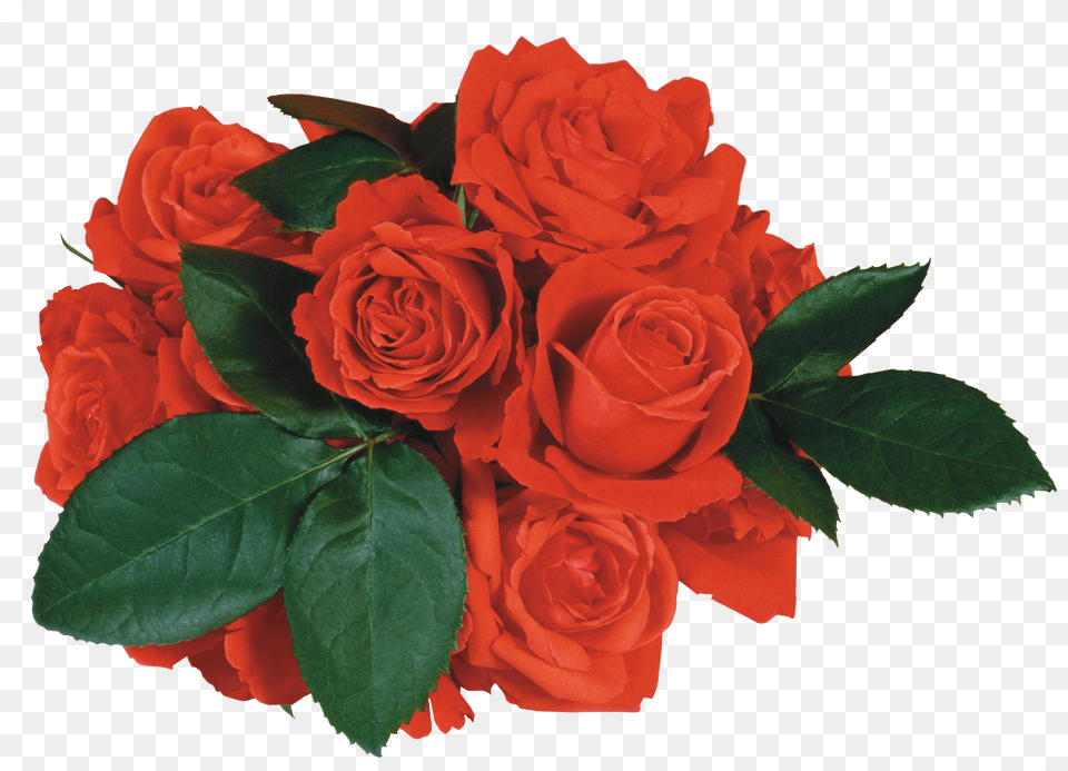 Rose Png