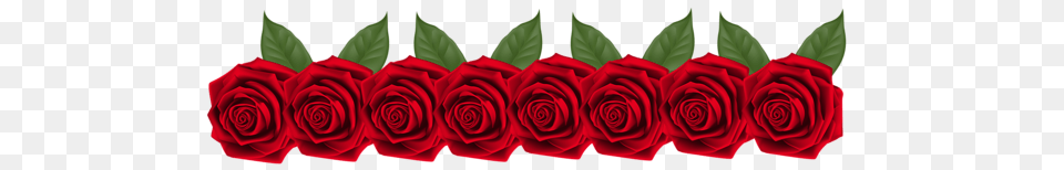 Rose, Flower, Plant, Petal Free Png