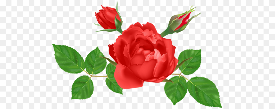 Rose, Flower, Plant, Leaf Png Image