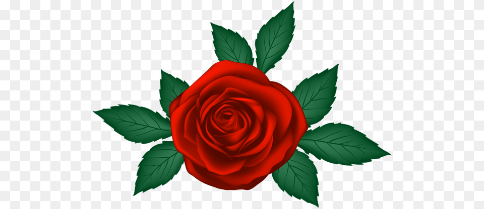 Rose, Flower, Plant Free Png