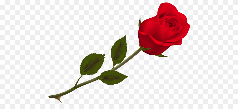 Rose, Flower, Plant Free Transparent Png