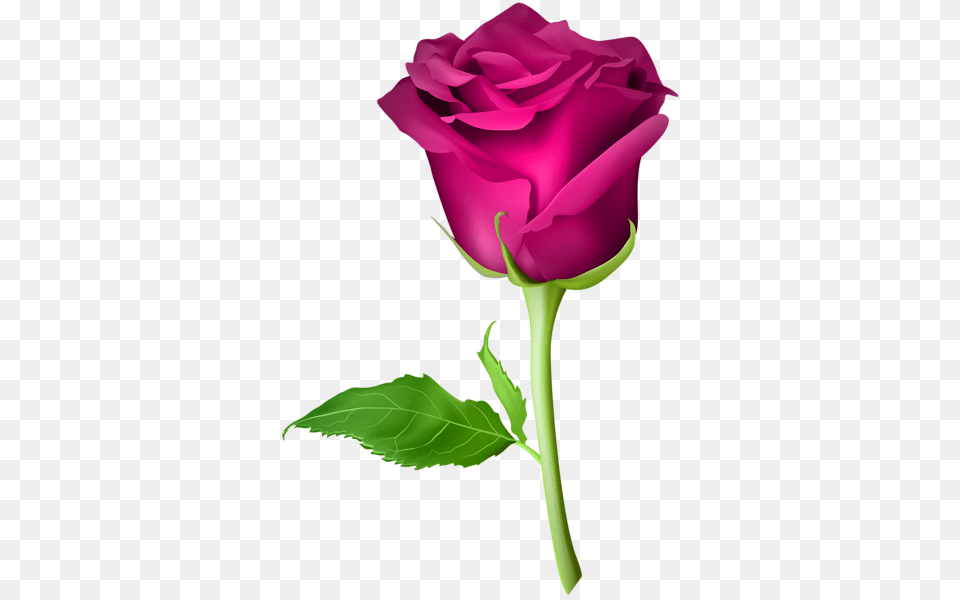 Rose, Flower, Plant, Person Free Png