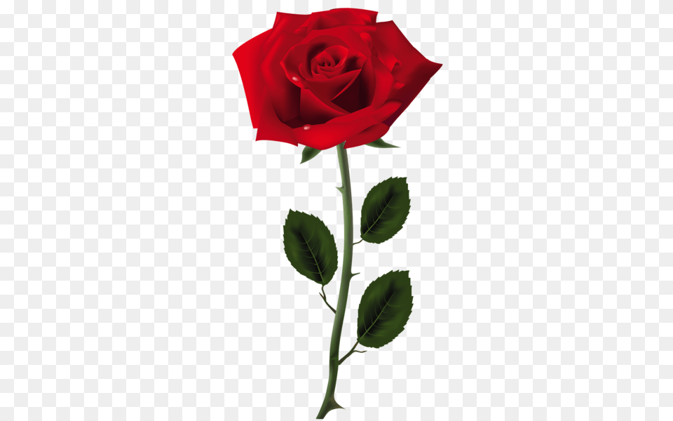 Rose, Flower, Plant Free Png