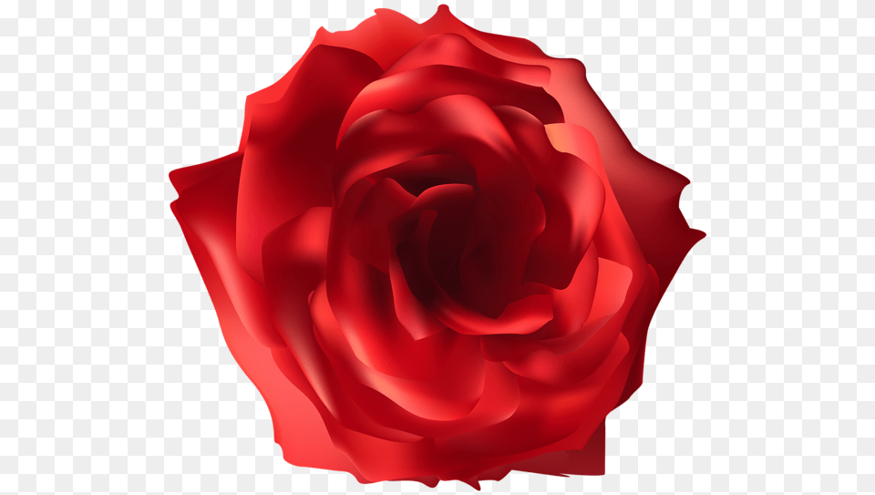 Rose, Flower, Plant, Petal Png